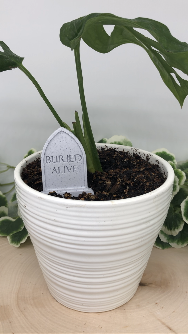 Dill Headstone Plant Marker (Buried Alive)